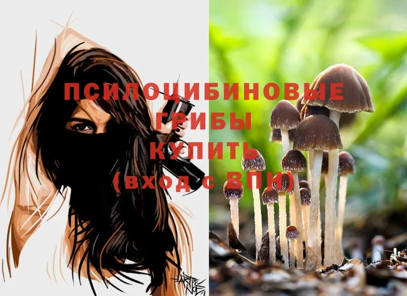 Псилоцибиновые грибы Psilocybine cubensis  наркотики  Курск 